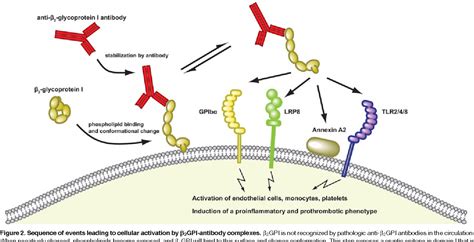 beta 2 glycoprotein antibody|The Significance of Anti.